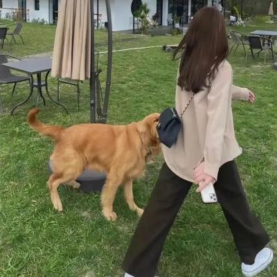 无敌当家6:明星贝多芬